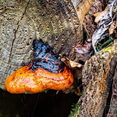 Fomitopsis pinicola