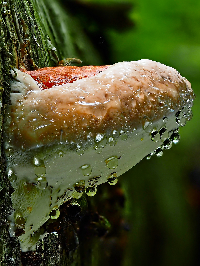 Fomitopsis pinicola - Der Rotrandige Baumschwamm