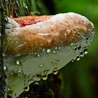 Fomitopsis pinicola - Der Rotrandige Baumschwamm