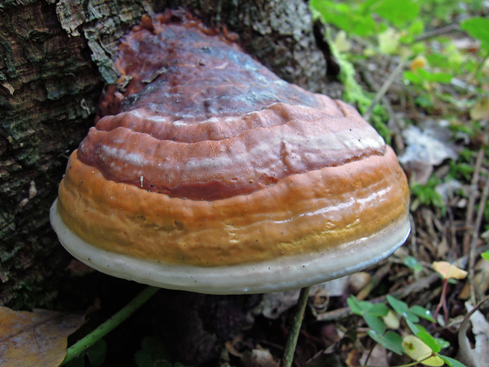 Fomitopsis pinicola