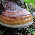 Fomitopsis pinicola