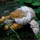 "Fomitopsis pinicola" mit Gutationstropfen...