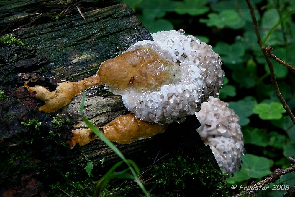 "Fomitopsis pinicola" mit Gutationstropfen...