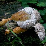 "Fomitopsis pinicola" mit Gutationstropfen...