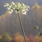 fond d'automne