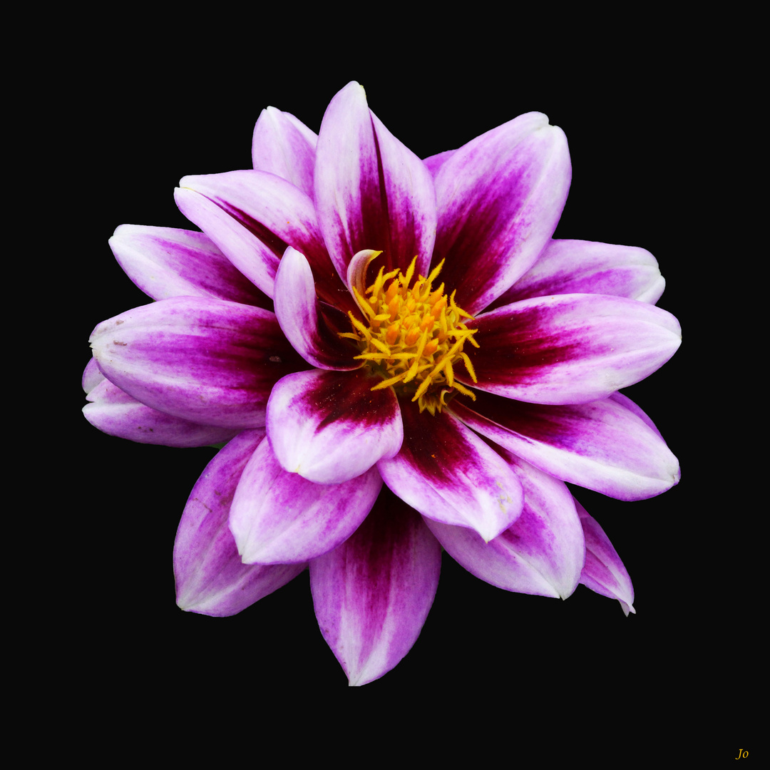 Fond Noir pour dahlia