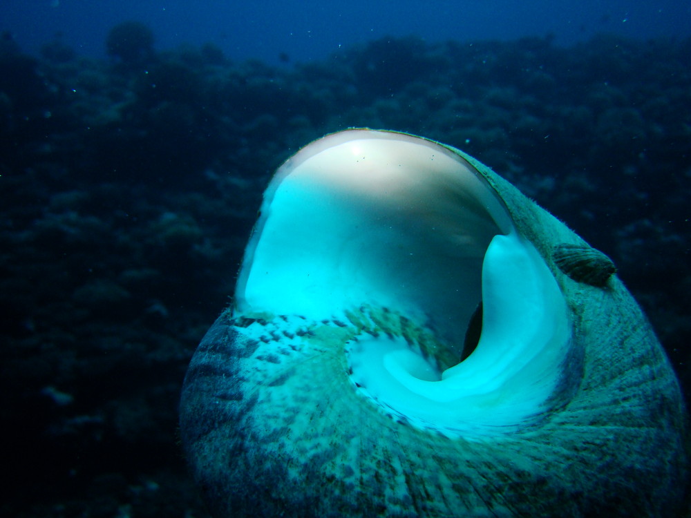 fond sous marins de polynesie