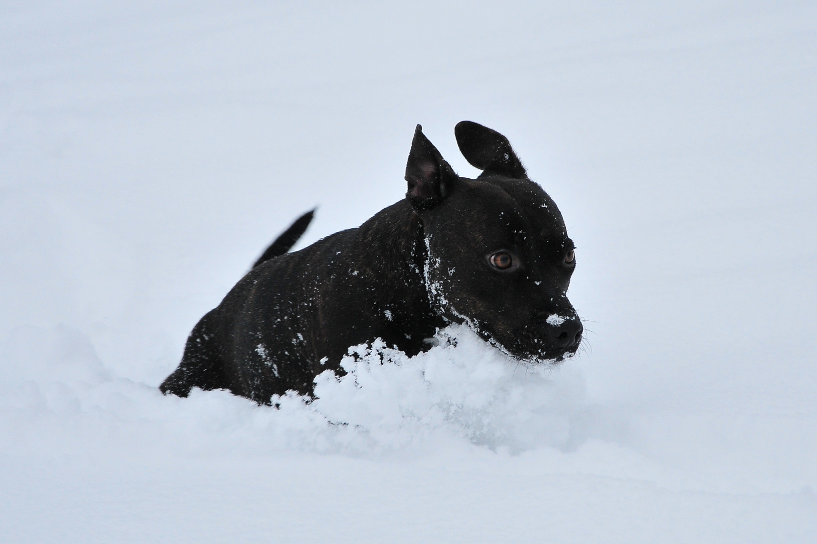 Fonda im Schnee