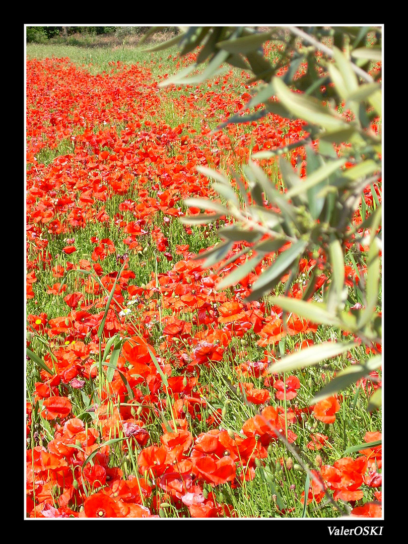 FONDO DE OLIVOS