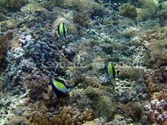 Fonds marins des îles Togians