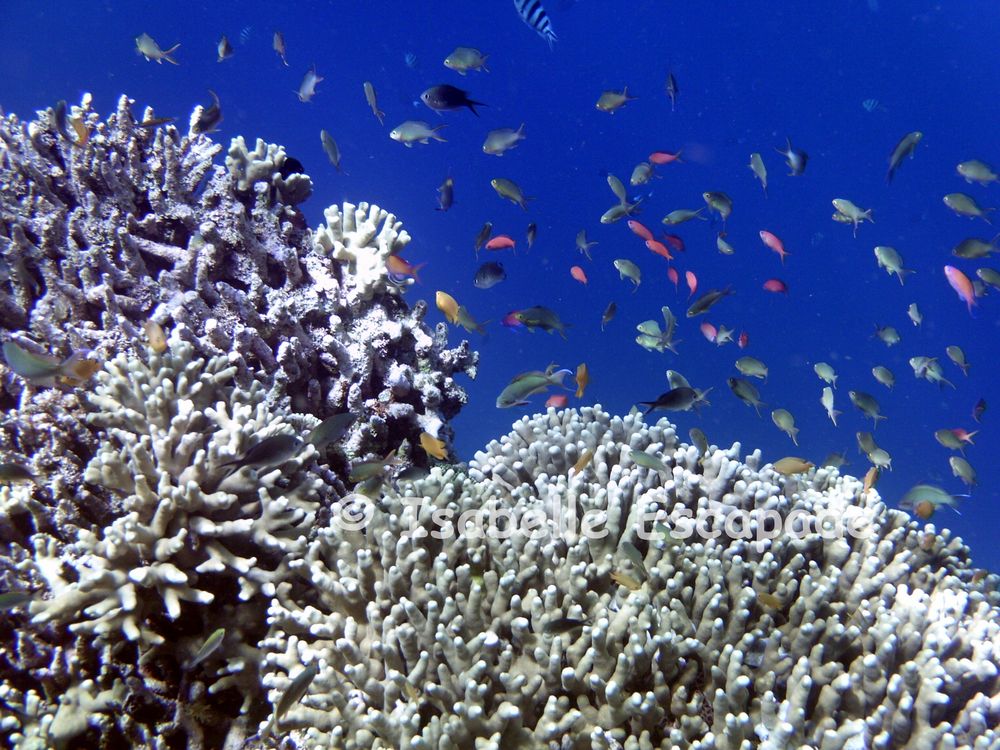 Fonds marins des îles Togians Katupat