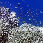 Fonds marins des îles Togians Katupat