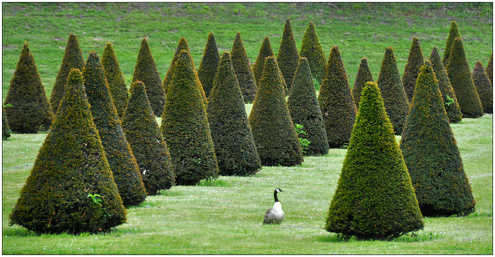 Fontainebleau – der Park VI