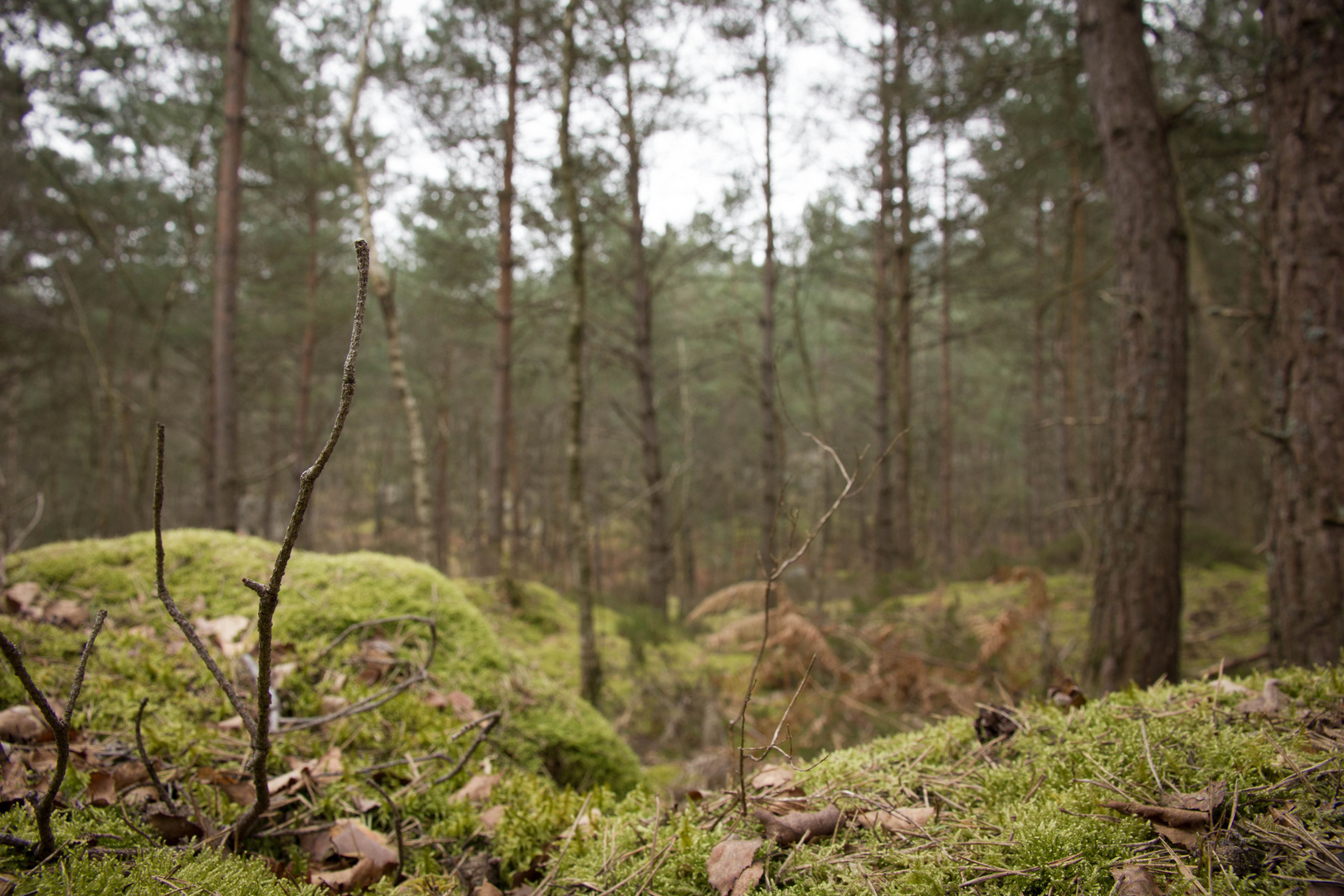 Fontainebleau Forest