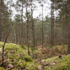 Fontainebleau Forest