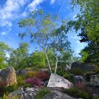 FONTAINEBLEAU, LA BELLE