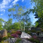 FONTAINEBLEAU, LA BELLE