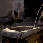 Fontana delle... tartarughe