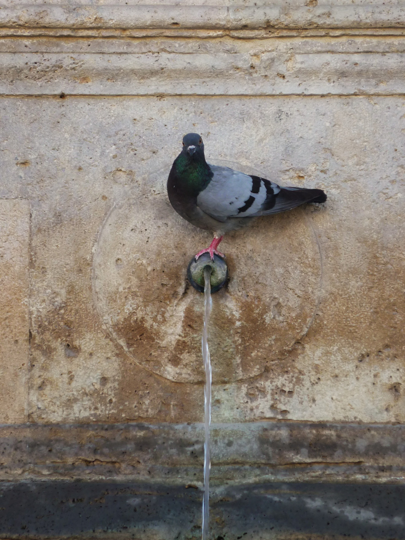 Fontana S.Maria degli Angeli (Assisi)