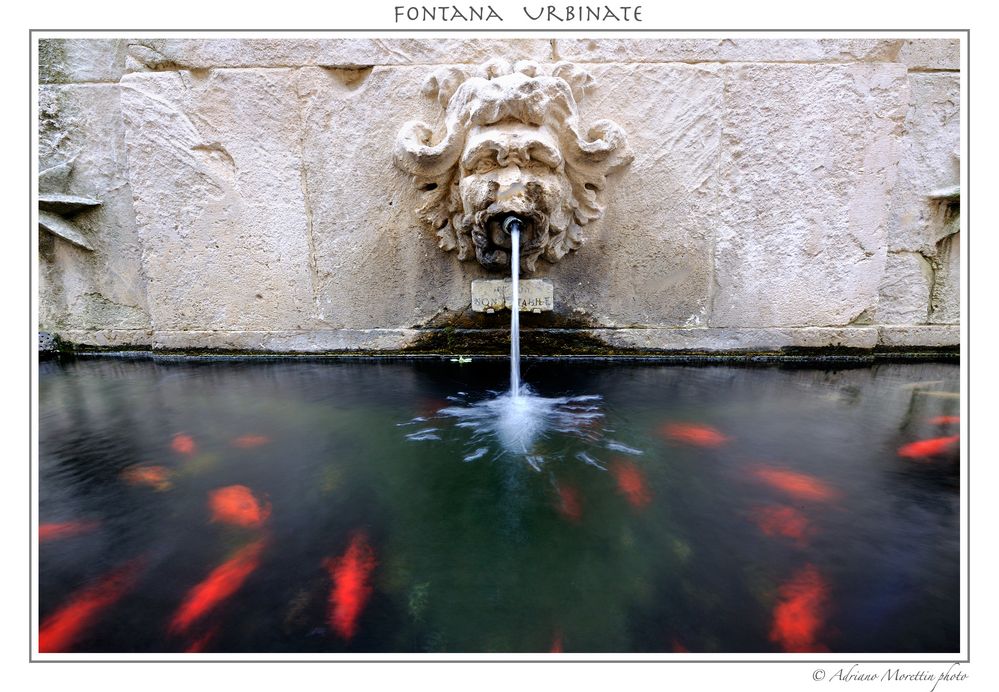 Fontana Urbinate