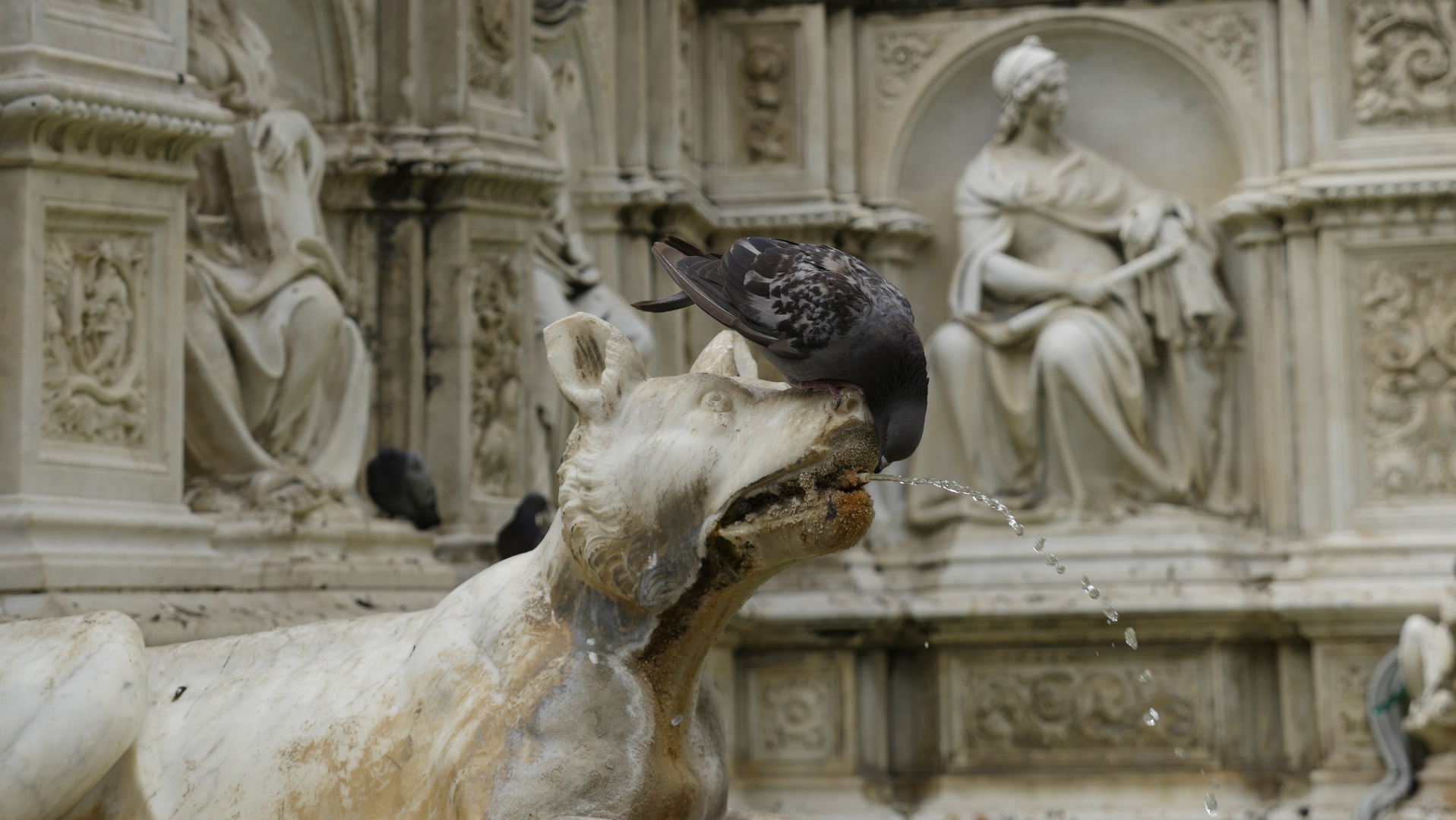 Fonte Gaia Brunnen auf dem Piazza del Campo, Siena