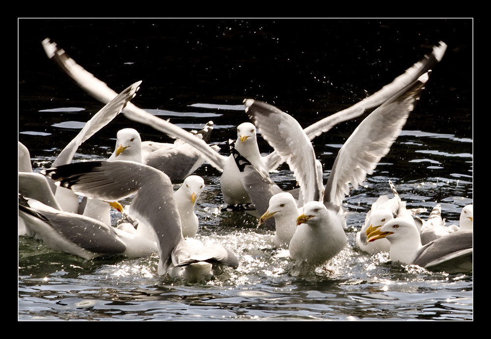 Food fight!