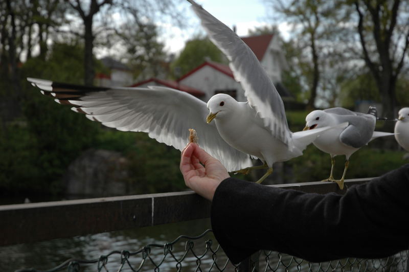 food from the hand