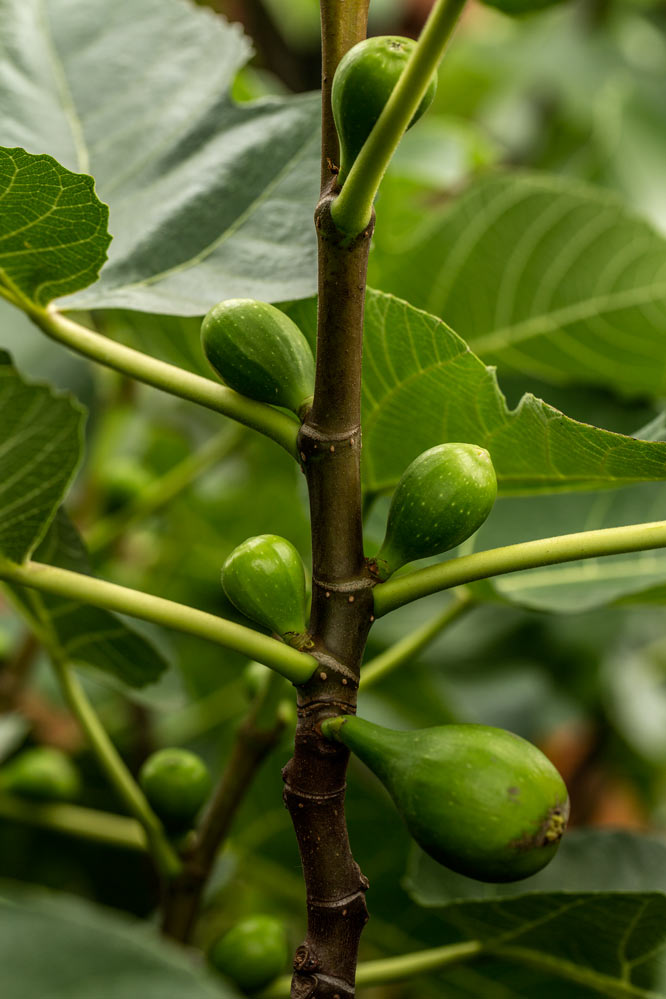 food in process - Ficus carica