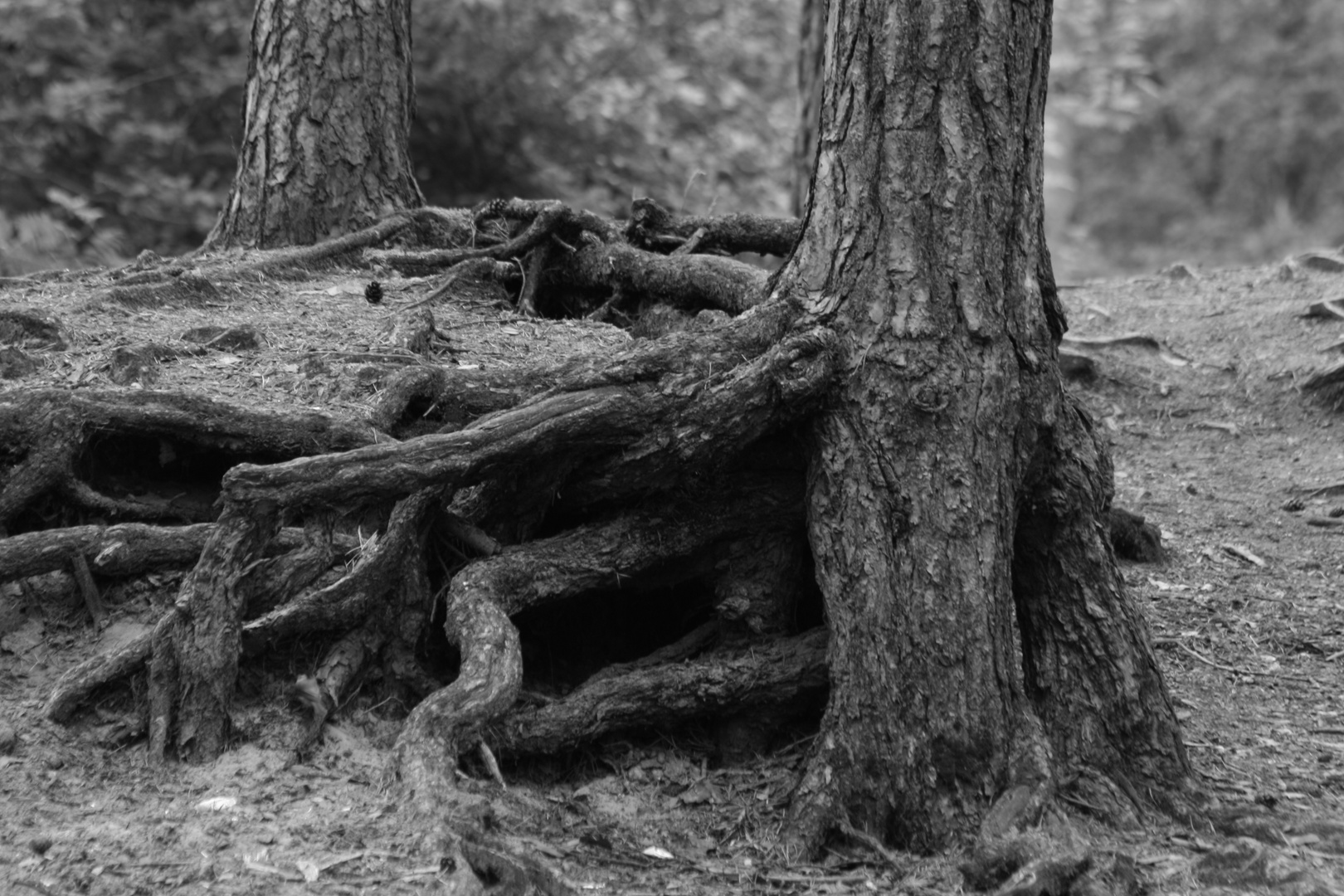 Foot of a tree