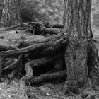 Foot of a tree