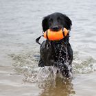 Football-spielender Seehund