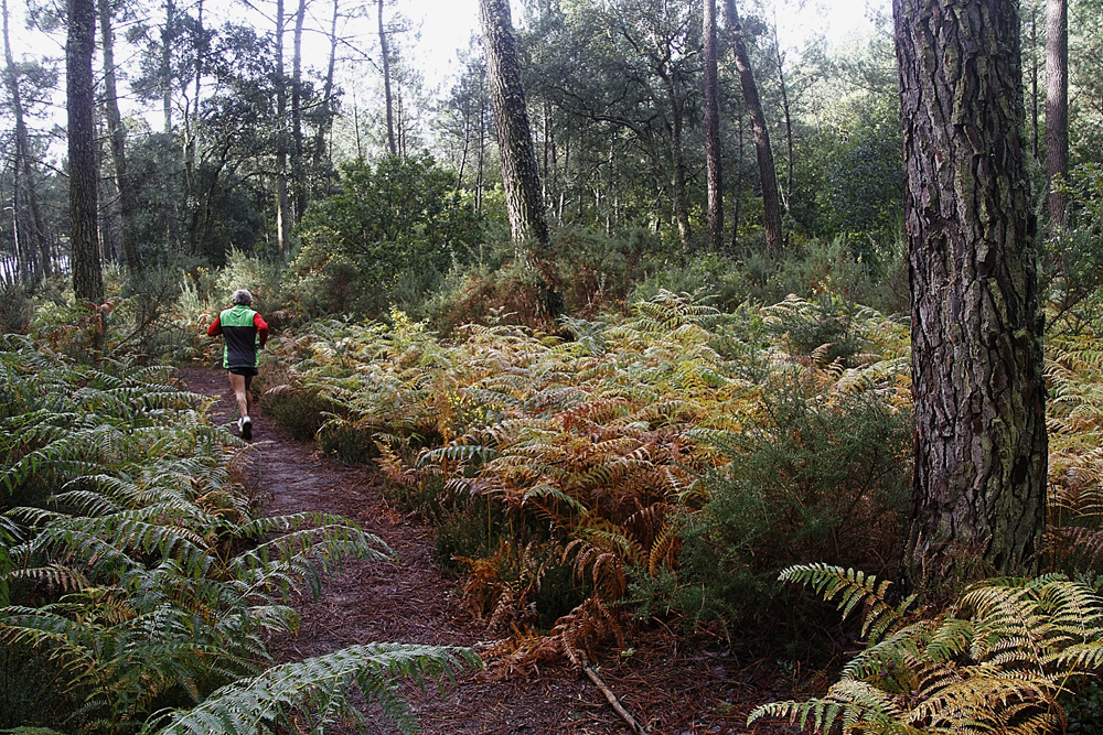 footing dans la forêt !