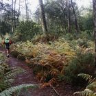 footing dans la forêt !