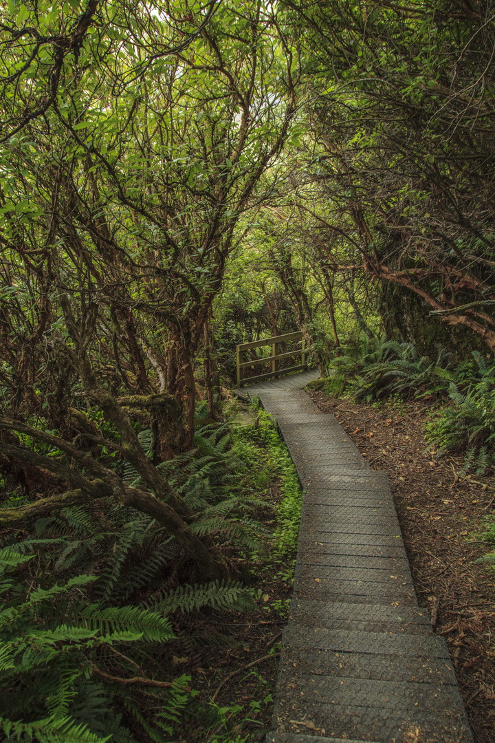 Footpath down to the lake