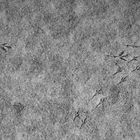 ...-~ footprints ~-...