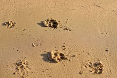 Footprints