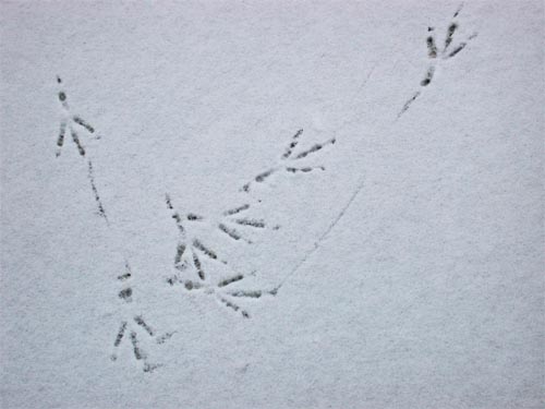 footprints