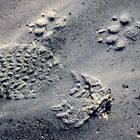 Footprints 