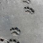 footprints