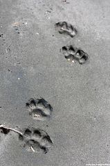 footprints