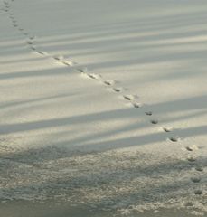 Footprints