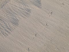 Footprints in the sand ...