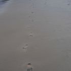 Footprints in the Sand...