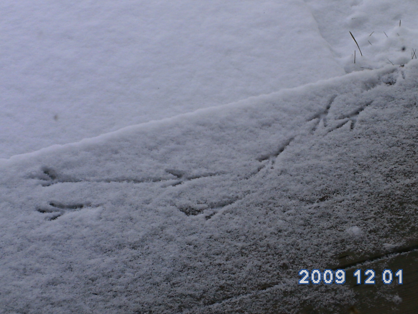 Footprints in the snow.