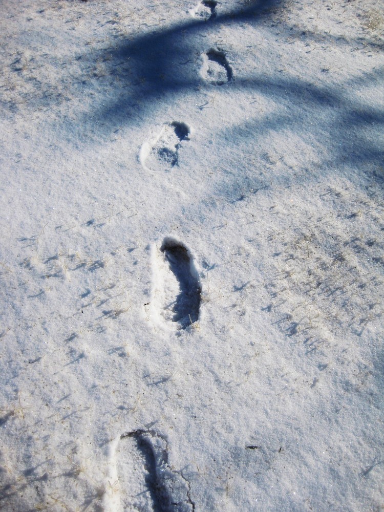 footsteps in the snow