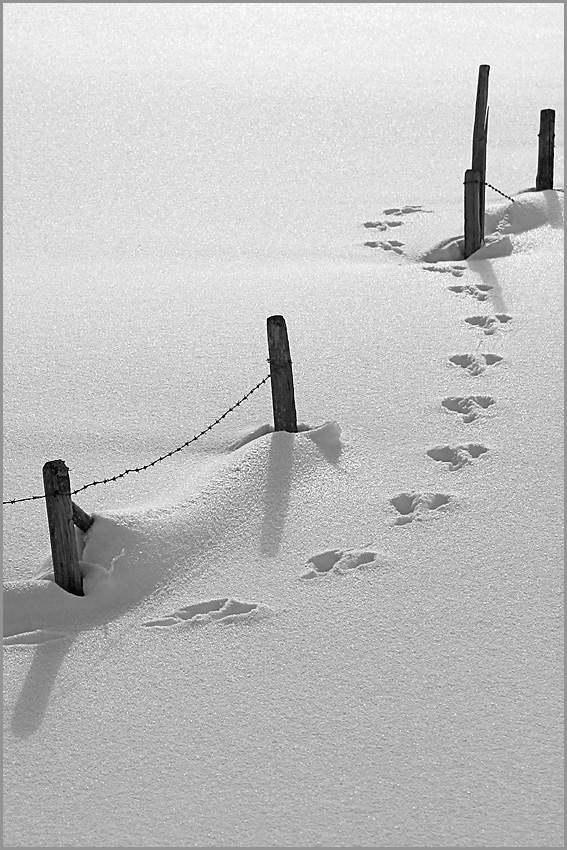 Footsteps in the snow