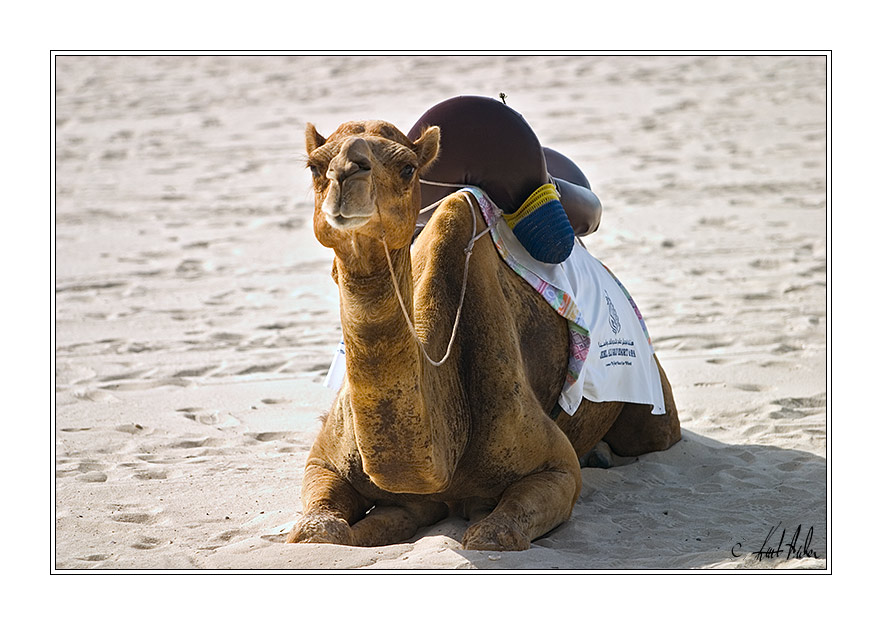 for Camelfans