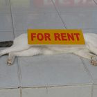 FOR RENT