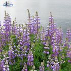 For your Sunday - a Ride on the little Ferry