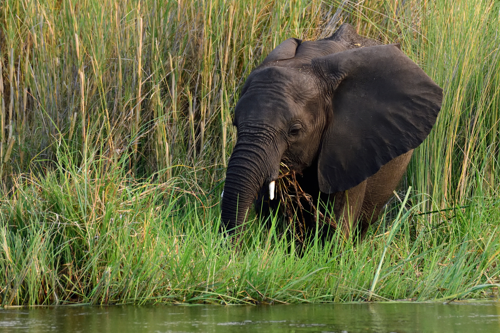 Foraging for food